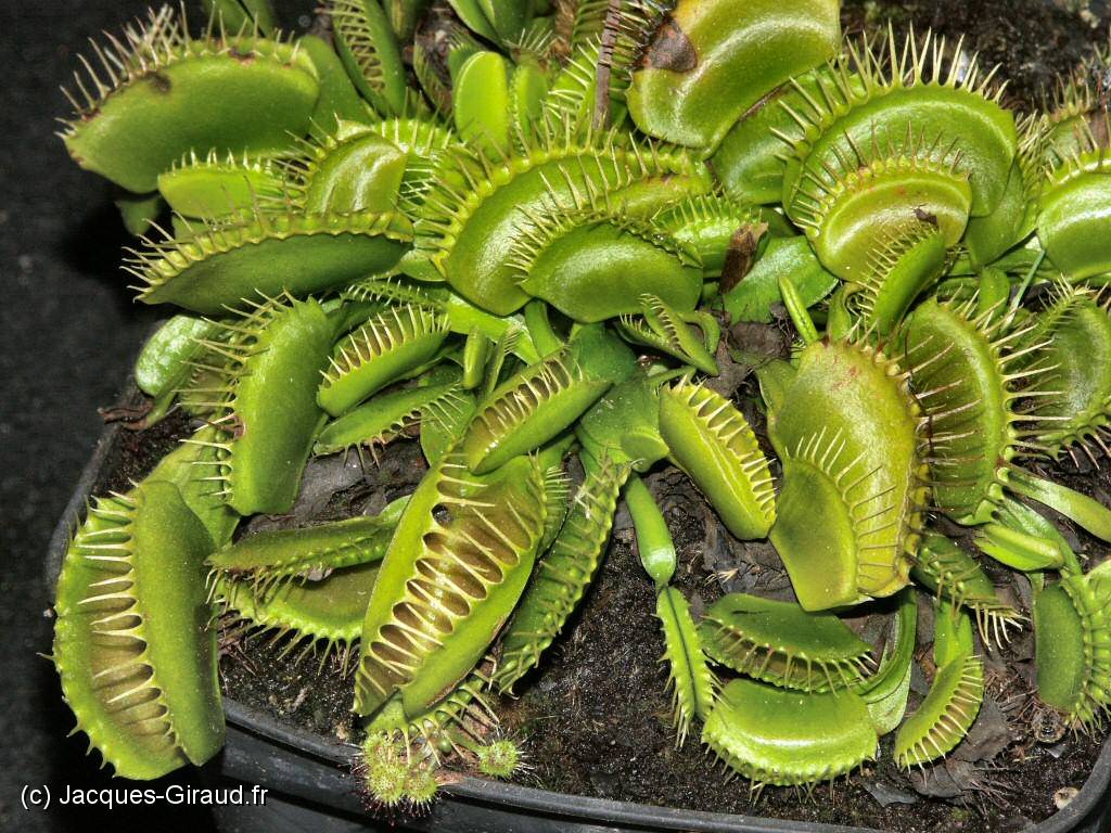 2005-04-10 17-17-15 Nature  (x1024).JPG